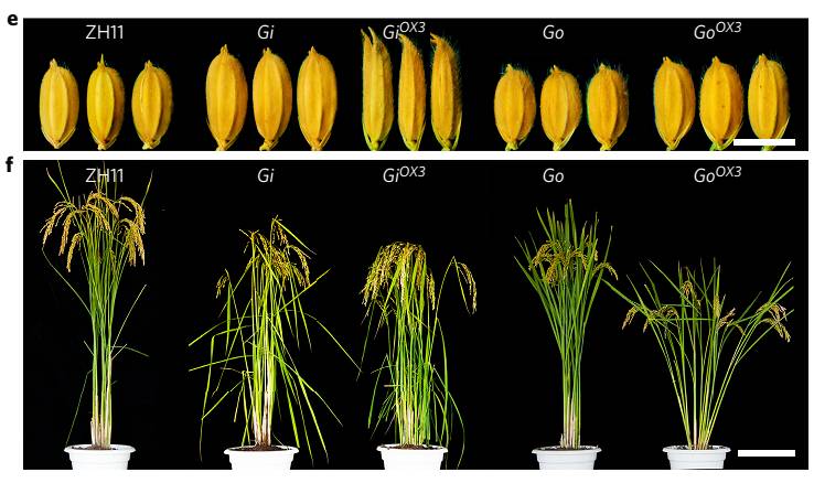 老年补硒产冲剂(老年人吃硒片)-硒宝网