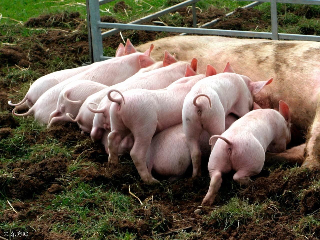 仔猪为什么补硒(仔猪补硒中毒怎样治疗)-硒宝网