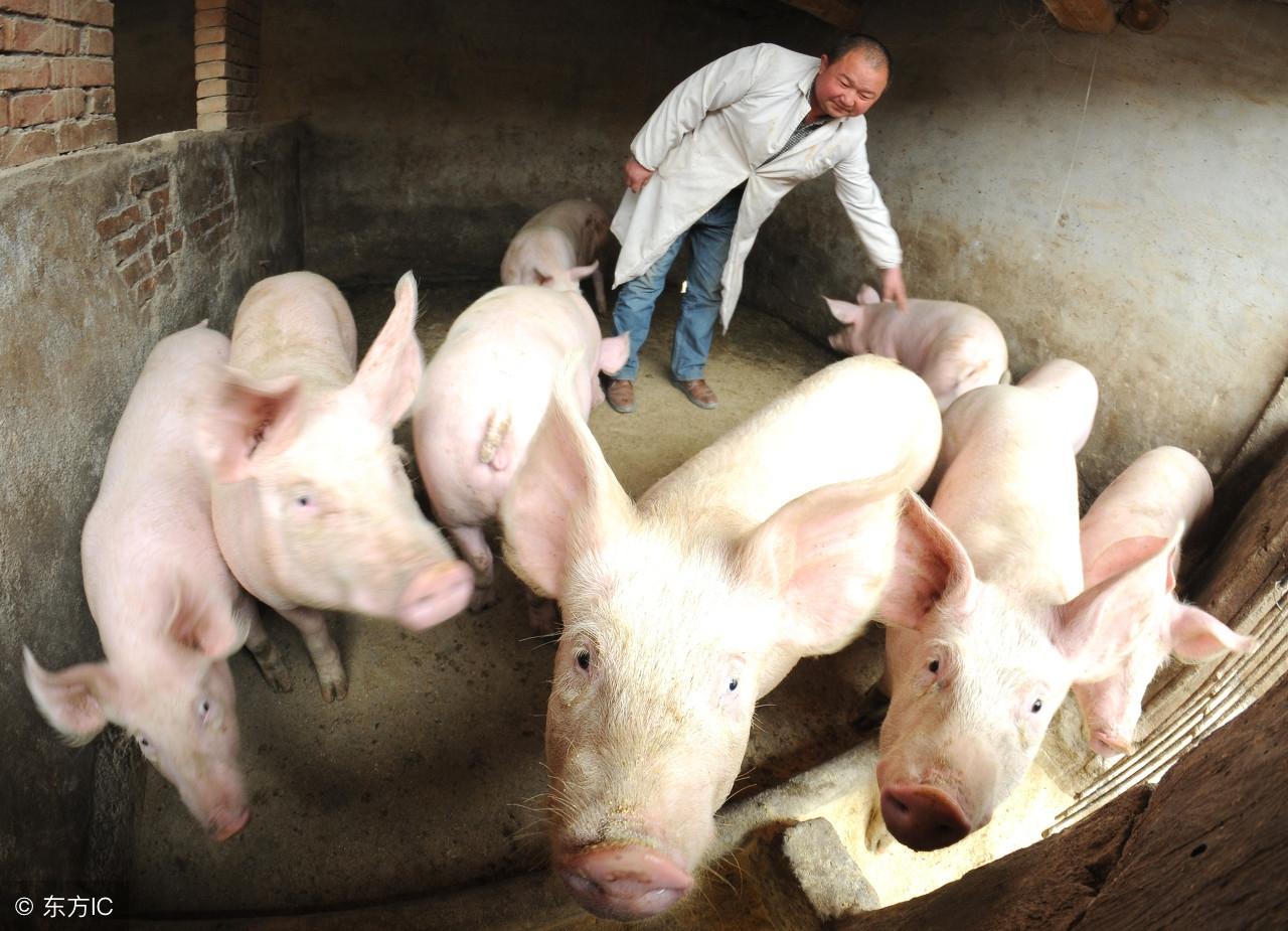 仔猪为什么补硒(仔猪补硒中毒怎样治疗)-硒宝网