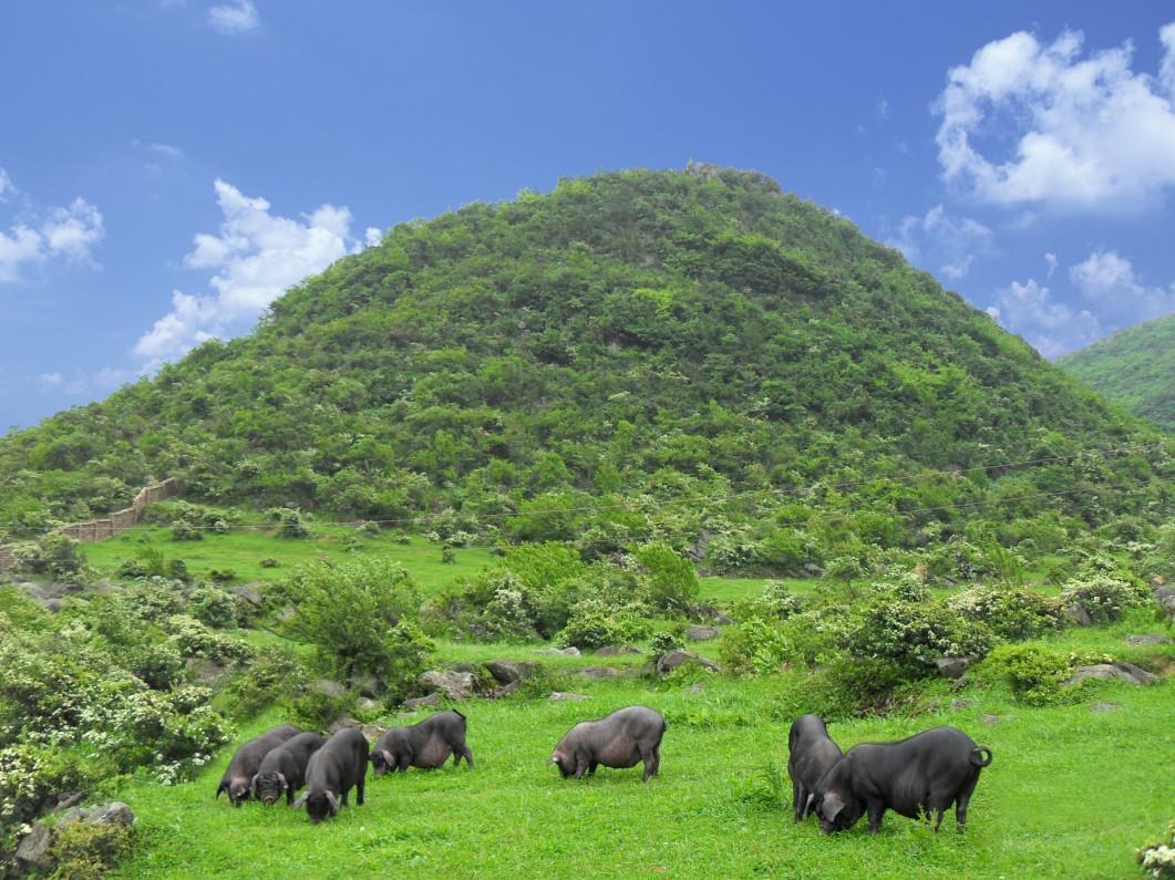 仔猪为什么补硒(小猪补硒多少毫升)-硒宝网