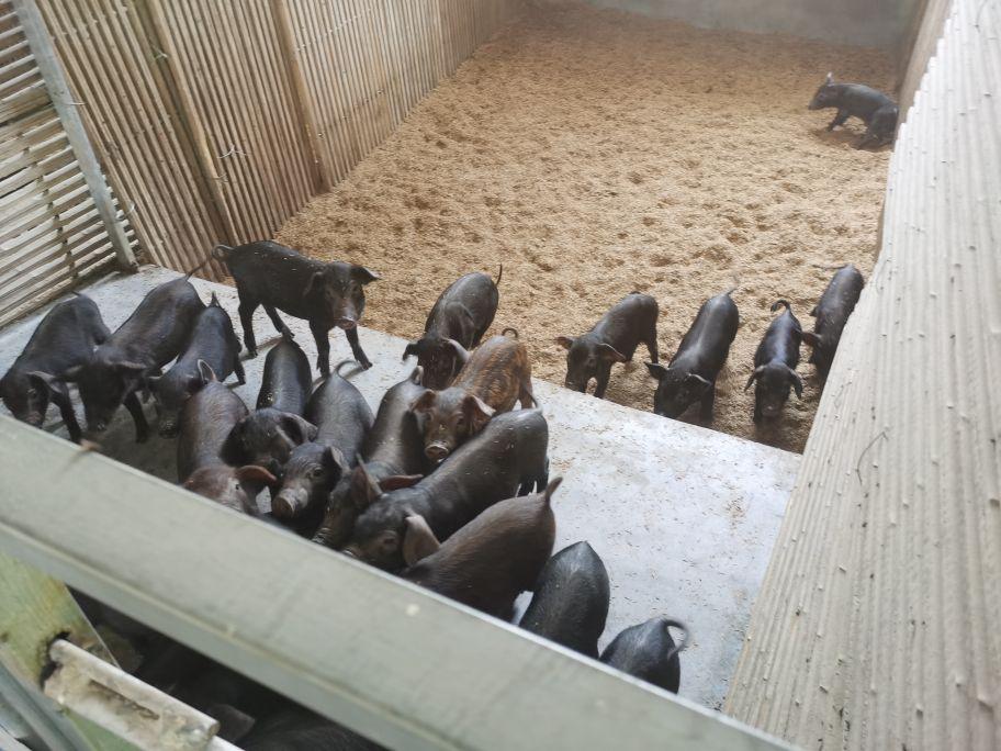 仔猪为什么补硒(小猪补硒多少毫升)-硒宝网