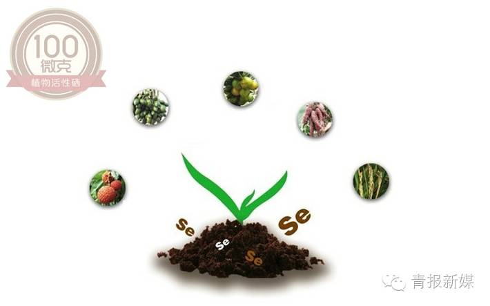 全民补硒的省份（全民补硒纳入国家什么）-硒宝网