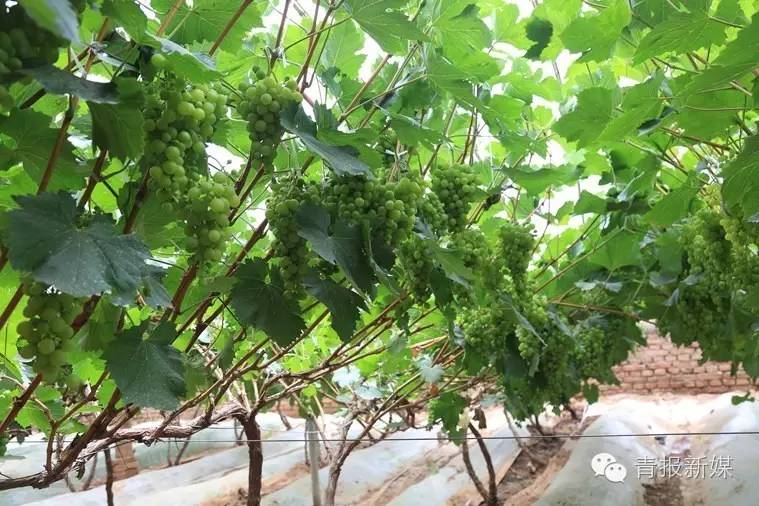 全民补硒的省份（全民补硒纳入国家什么）-硒宝网