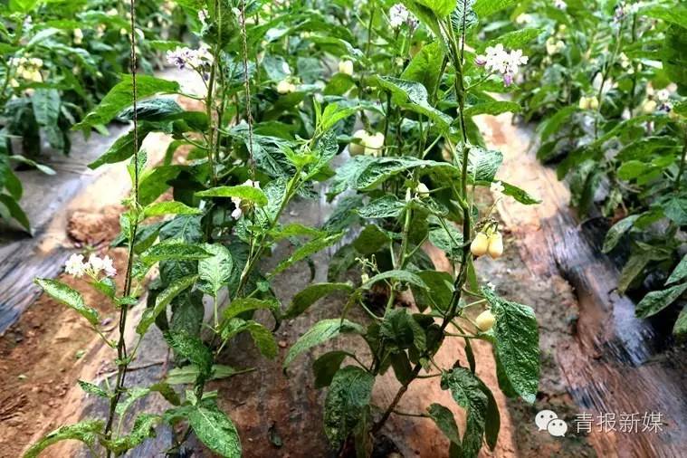 全民补硒的省份（全民补硒纳入国家什么）-硒宝网