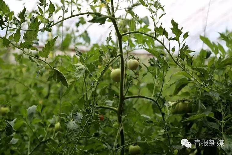 全民补硒的省份（全民补硒纳入国家什么）-硒宝网