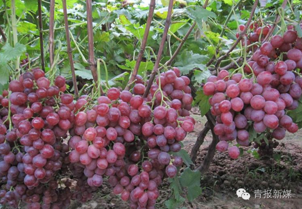 全民补硒的省份（全民补硒纳入国家什么）-硒宝网