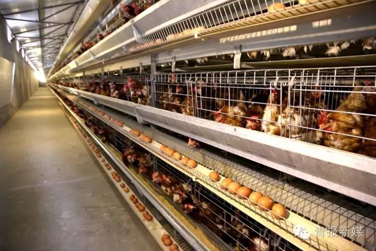 全民补硒的省份（全民补硒纳入国家什么）-硒宝网