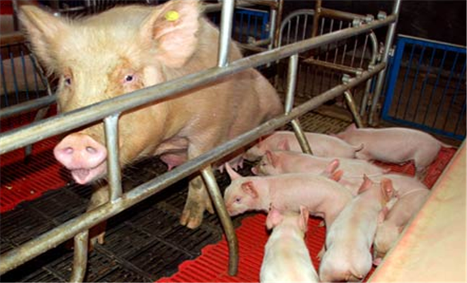 仔猪为什么补硒(仔猪补硒的作用)-硒宝网