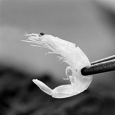 芝麻能补钙吗(黑芝麻能补钙吗)-硒宝网