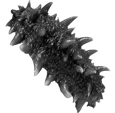 芝麻能补钙吗(黑芝麻能补钙吗)-硒宝网