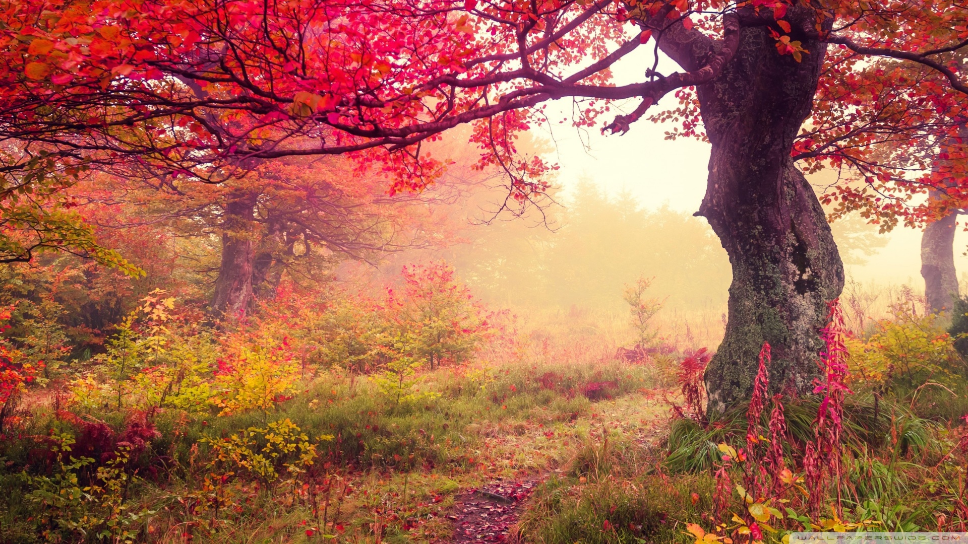什么菌补硒最好(食用菌硒片怎么吃)-硒宝网