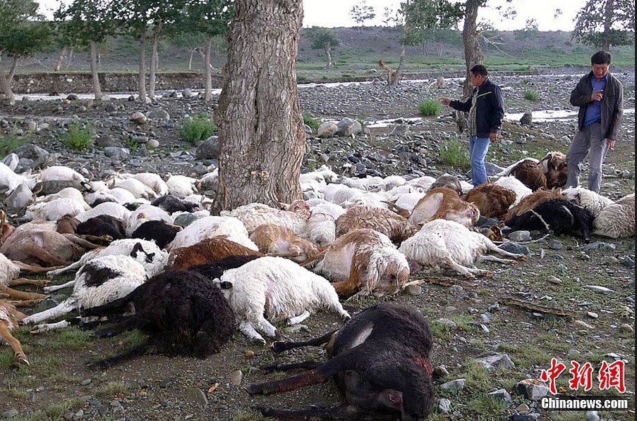 母猪补硒打多少(母猪补硒的好处)-硒宝网