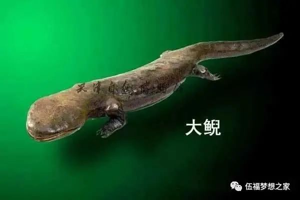 钙 硒十八补粉(硒钙片的好处)-硒宝网