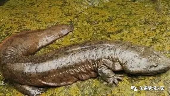 钙 硒十八补粉(硒钙片的好处)-硒宝网