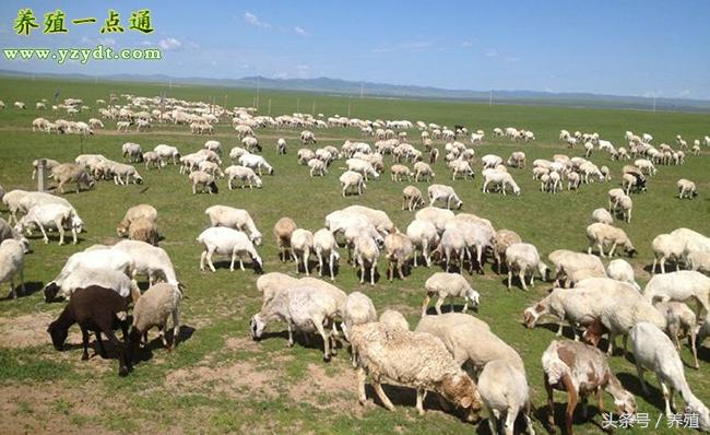 养殖羊如何补硒（羔羊补硒的用量）-硒宝网