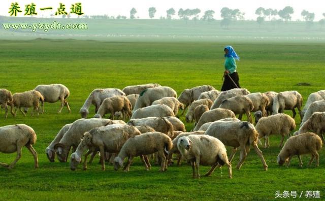 养殖羊如何补硒（羔羊补硒的用量）-硒宝网