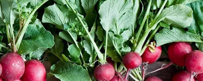 小儿缺硒怎么补（儿童缺硒吃什么药）-硒宝网