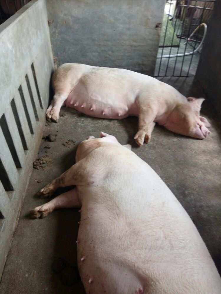 产后补铁的最佳时间（产后最佳补铁时间是几点）-硒宝网