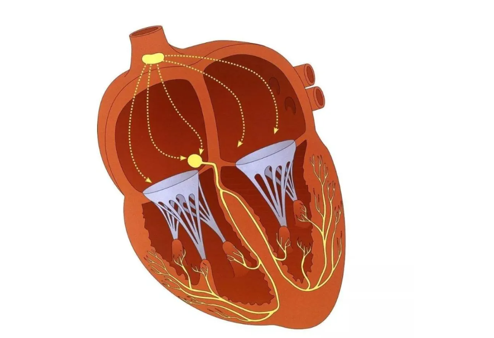 男人补锌镁片能提高性功能吗(镁能提高性功能么)-硒宝网