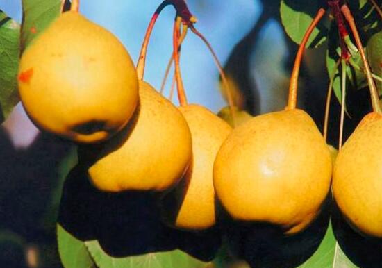 什么食物可以补锌(食物补锌可以长头发吗)-硒宝网