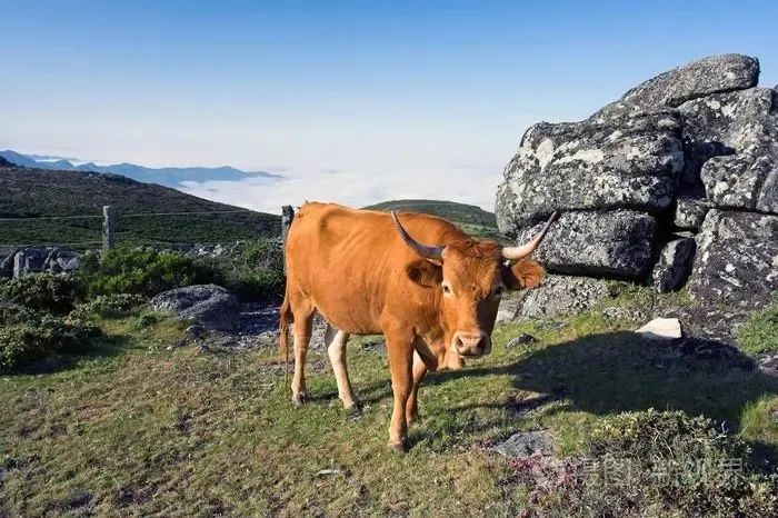 如何给母牛补硒(牛补硒有什么好处)-硒宝网