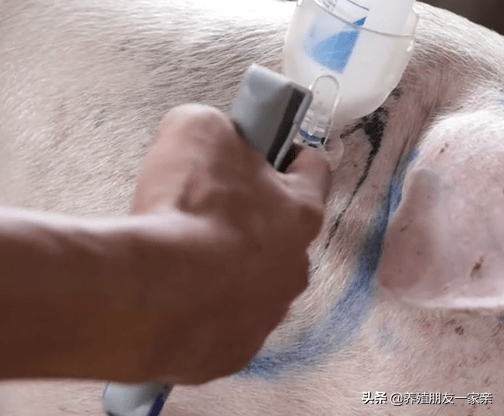 保育猪怎么补硒(给小猪补硒有什么好处)-硒宝网