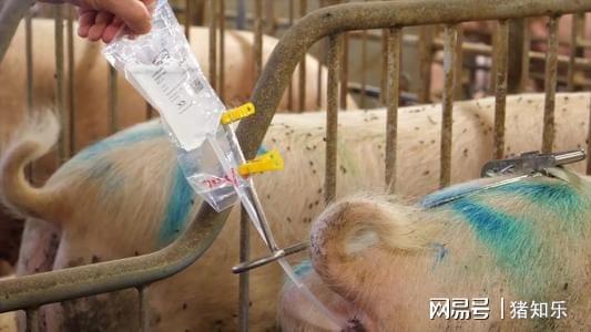 保育猪怎么补硒(给小猪补硒有什么好处)-硒宝网