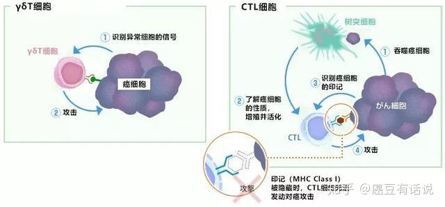 化疗补硒吃多少（化疗补硒）-硒宝网