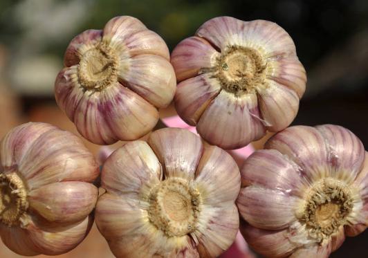 饮食中如何补硒(补硒的中成药)-硒宝网