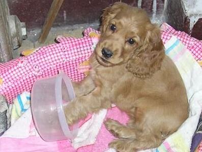 狗狗缺微量元素吃什么(狗狗缺微量元素吃什么好)-硒宝网