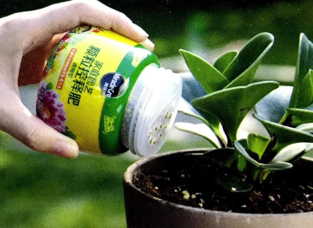 植物补硒的方式（补充植物硒有什么功效）-硒宝网