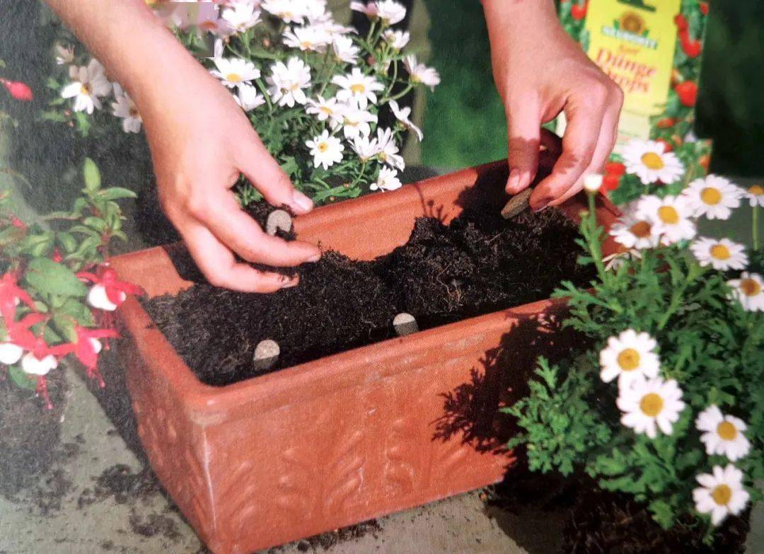 植物补硒的方式（补充植物硒有什么功效）-硒宝网