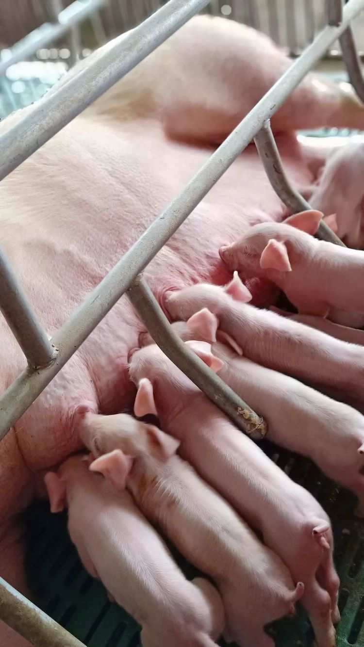 母猪产前补硒吗(母猪补硒什么时候补最好)-硒宝网