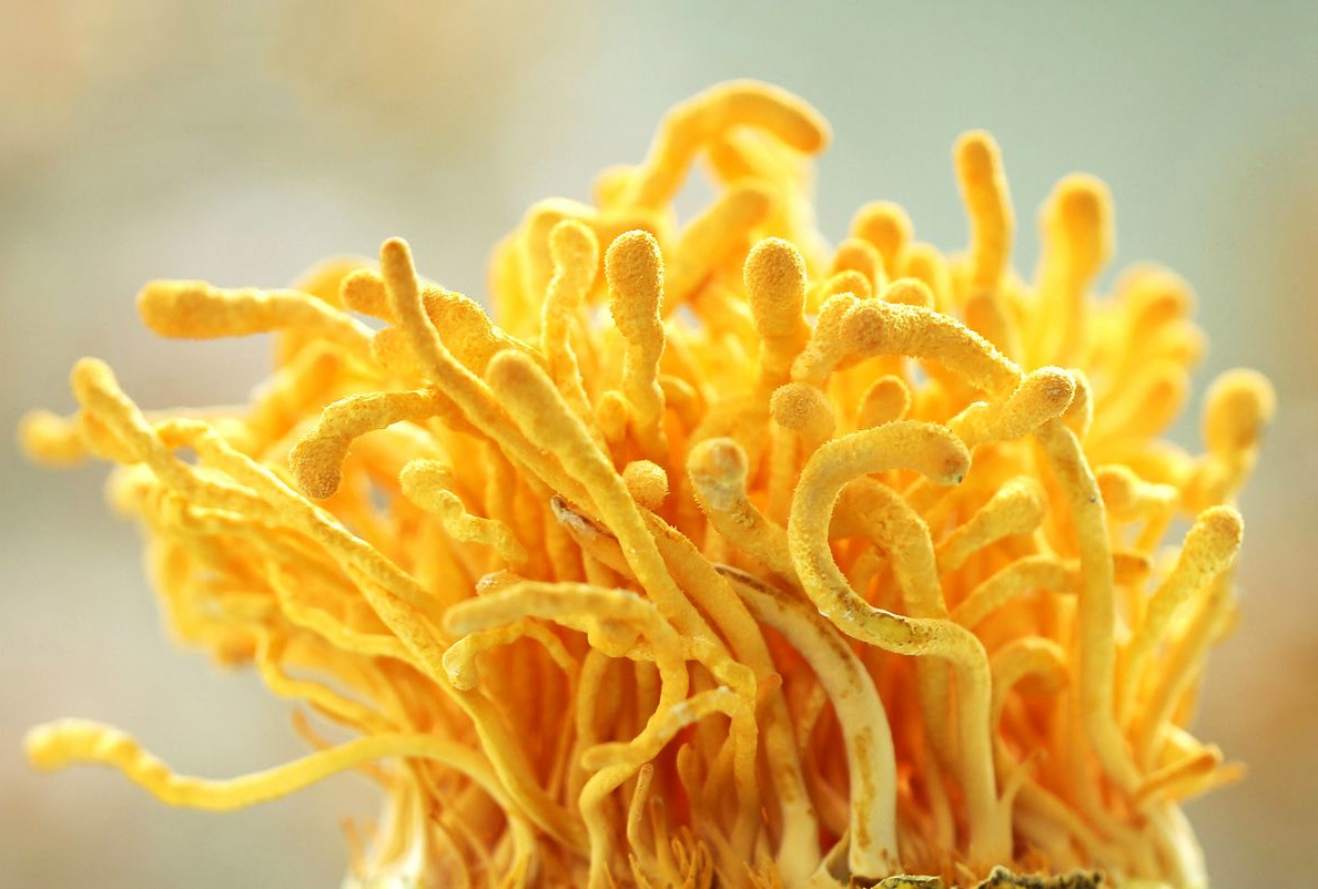 长年补硒的后果(长期吃补硒产品有副作用吗)-硒宝网