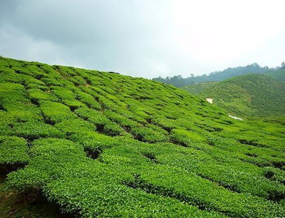 补硒多少会过量(补硒过度会硒中毒吗)-硒宝网