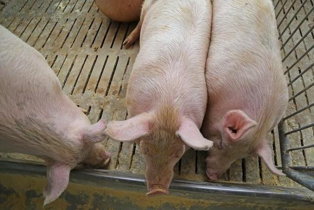 猪怎么补硒有效(猪补硒中毒怎么办)-硒宝网