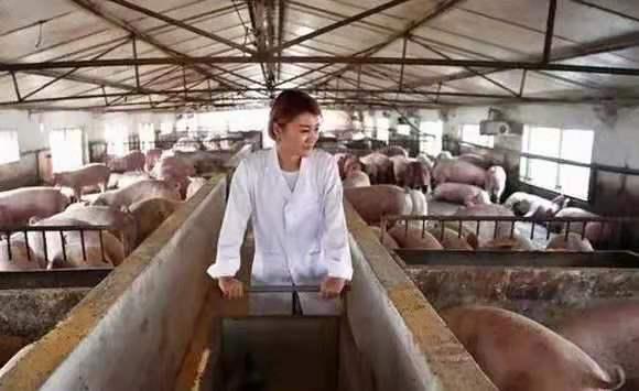 猪怎么补硒有效(猪补硒中毒怎么办)-硒宝网