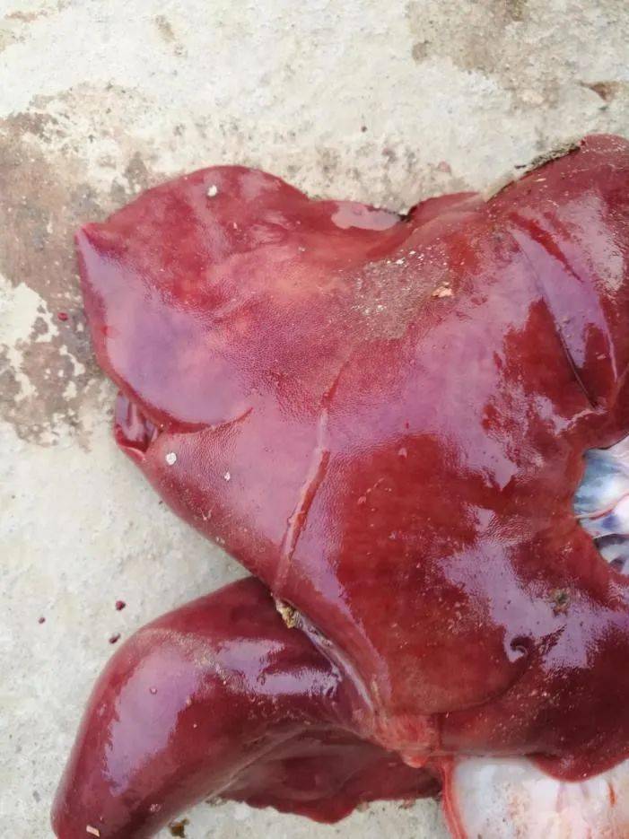 怎么给母猪补硒（母猪补硒的好处）-硒宝网