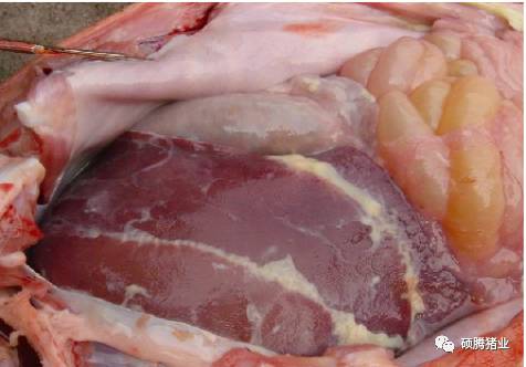 怎么给母猪补硒（母猪补硒的好处）-硒宝网