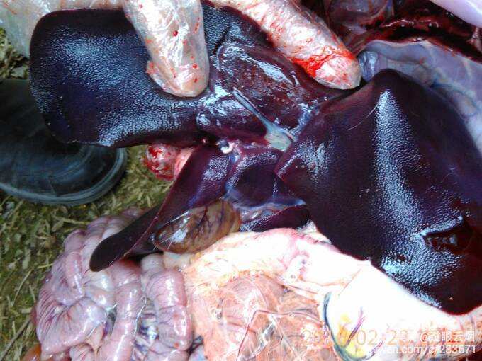 怎么给母猪补硒（母猪补硒的好处）-硒宝网