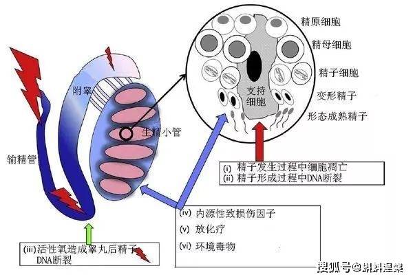 硒需要单独补吗（硒到底用不用补充）-硒宝网