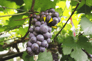 血糖高可以吃钙片补钙吗(钙片血糖高能吃吗)-硒宝网