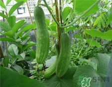 黄瓜籽粉补钙吗(黄瓜籽补钙是生的好还是熟的好)-硒宝网