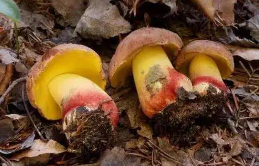 补硒可以养胃吗（补养胃硒可以长期吃吗）-硒宝网