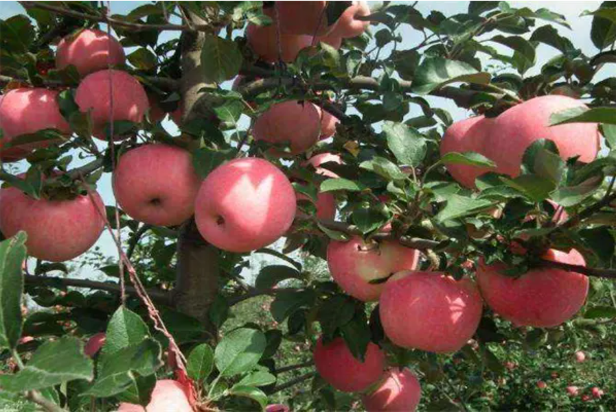 吃哪种水果补硒(什么水果补硒元素)-硒宝网