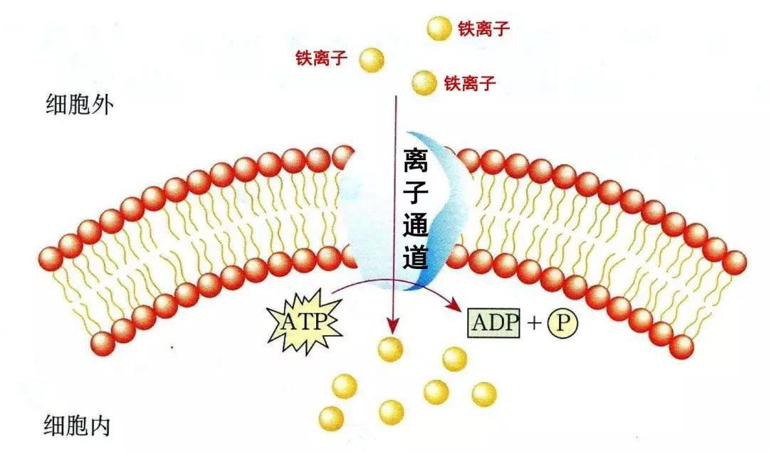 补铁吃什么药最好（补铁的药吃了会长胖吗）-硒宝网