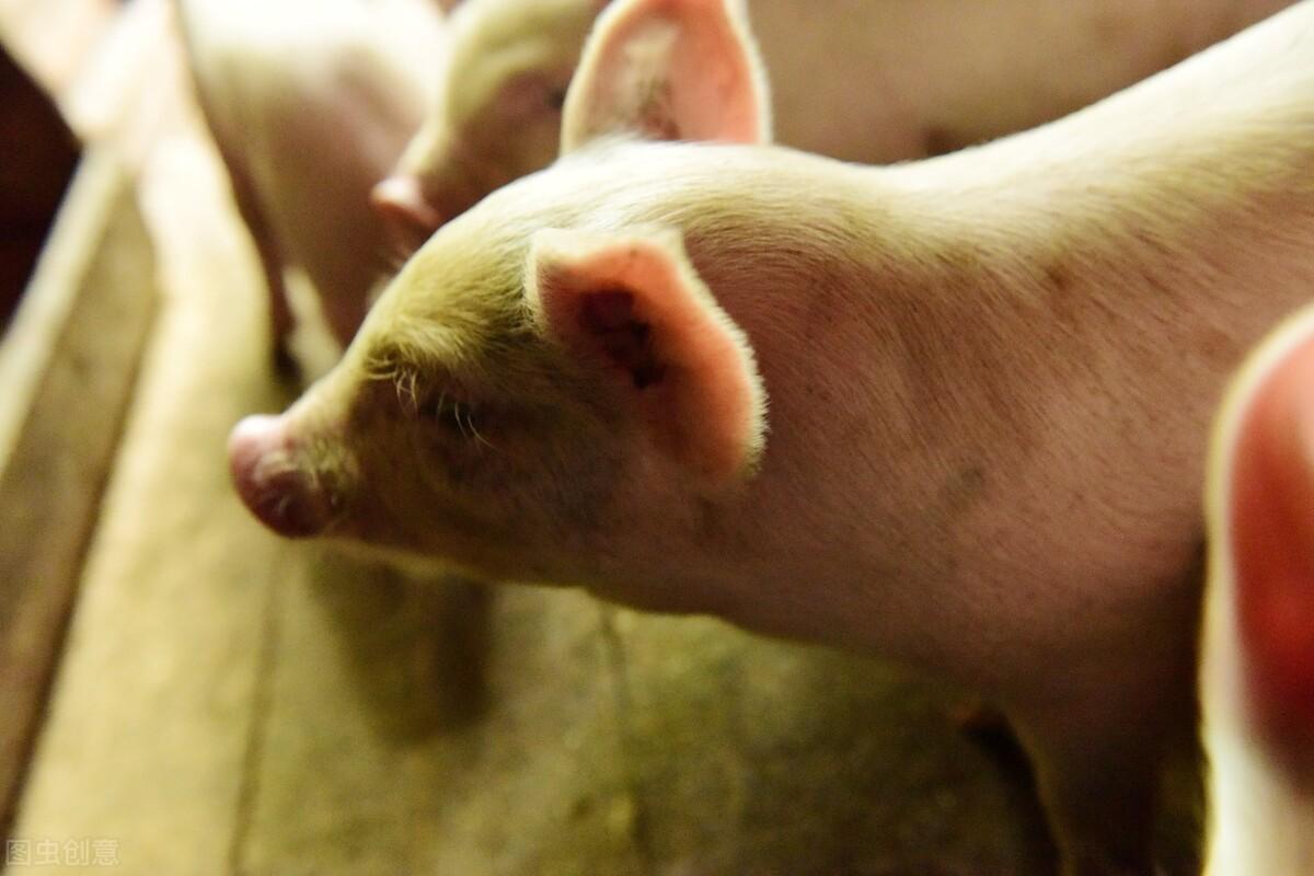 小母猪补什么硒(仔猪补硒)-硒宝网