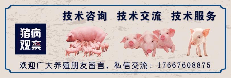 小母猪补什么硒(母猪缺硒)-硒宝网