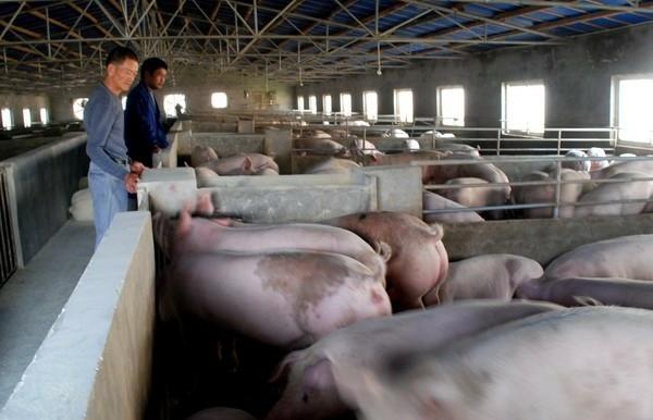 小母猪补什么硒(母猪缺硒)-硒宝网