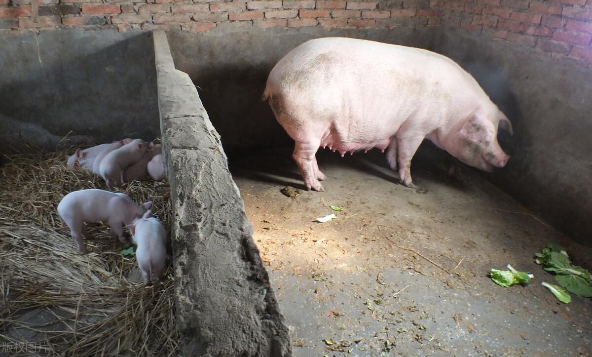 小母猪补什么硒(母猪补硒什么时候补最好)-硒宝网